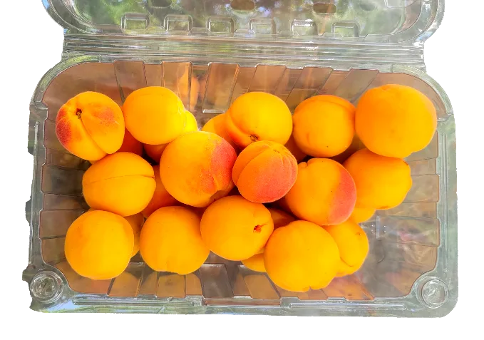 Punnet of fresh apricots