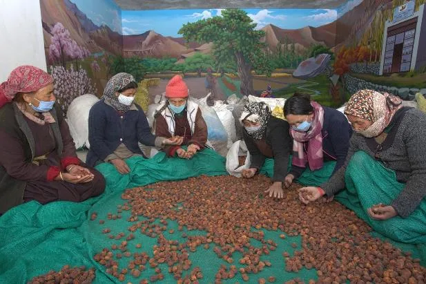 Members grading dried apricots