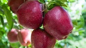 Red Karkechu apples on the tree