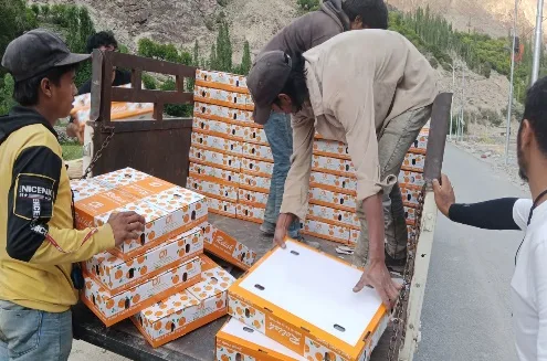 Members loading apricot boxes