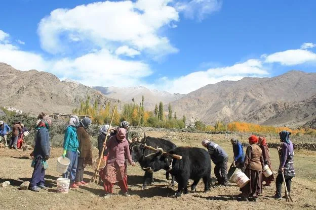 Farmers ploughing with yaks beneath the mountains of Sham valley