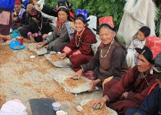Women drying and sorting apricots